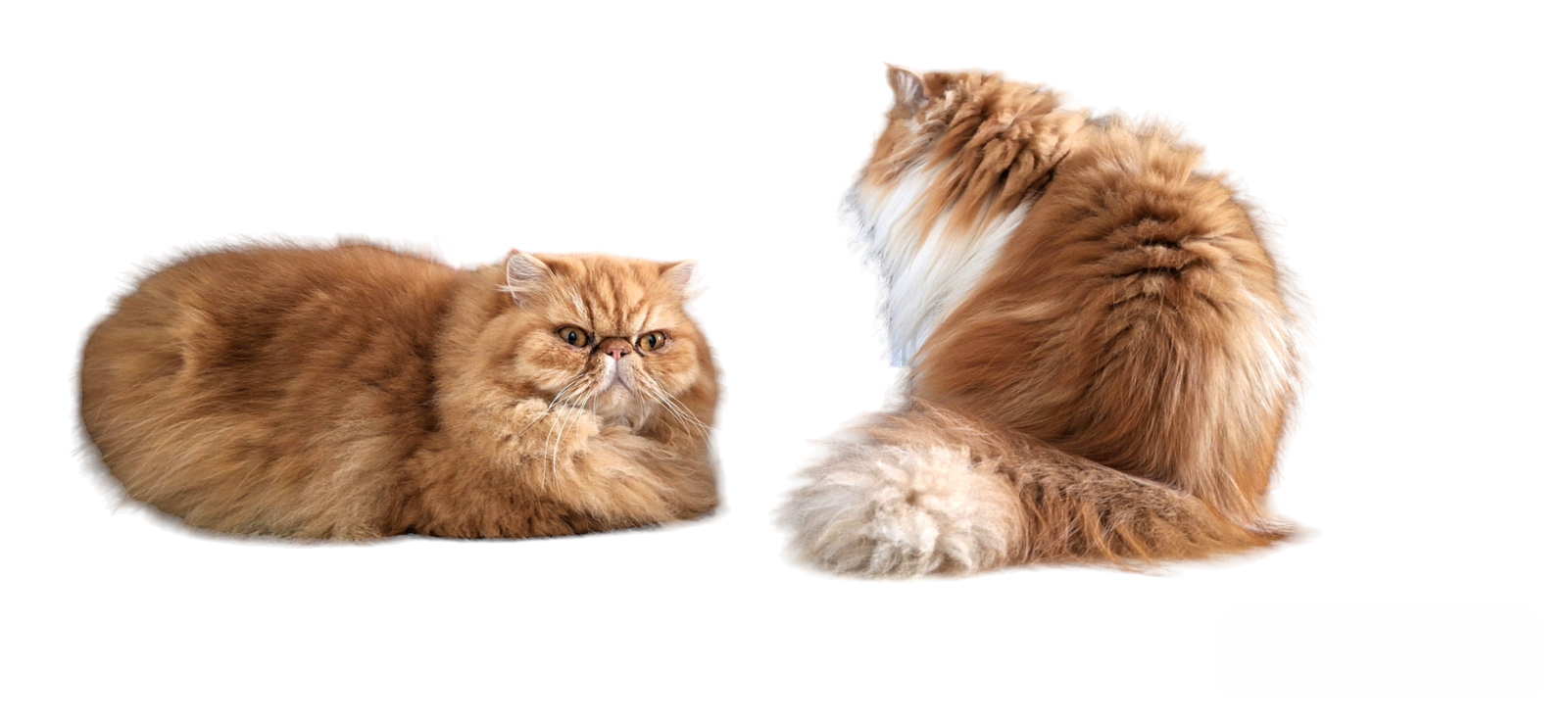 Arena Ñau Pack x 06 bolsas